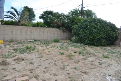 June 2020 - Backyard